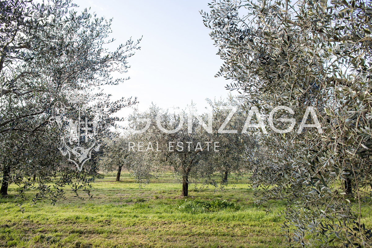 Terreno Gallese