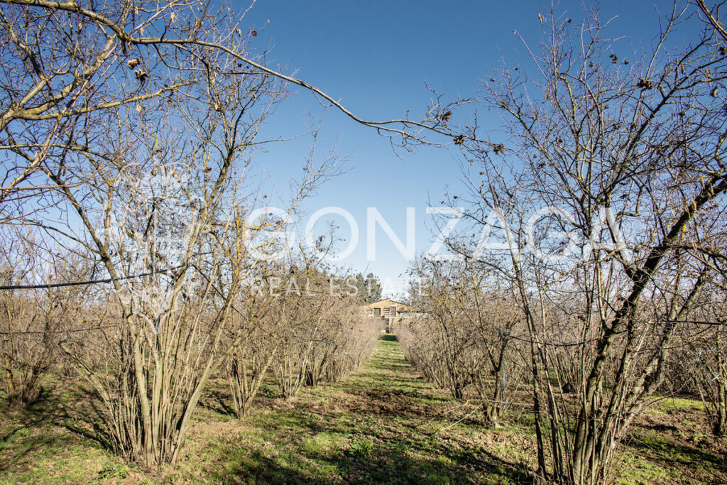 Gallese_Romeo_casale_terreno_12
