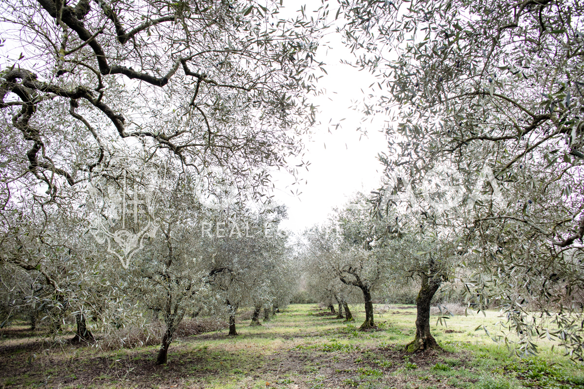 Casale Gallese con terreno